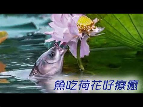 魚諧音餘寓意